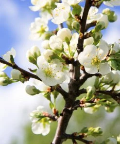Fast Growing Trees Burgundy Plum Tree