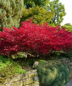 Fast Growing Trees Burning Bush See All Shrubs & Hedges