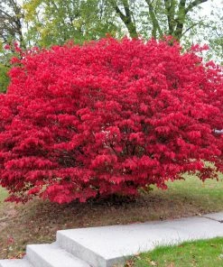 Fast Growing Trees Burning Bush See All Shrubs & Hedges