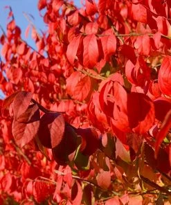 Fast Growing Trees Burning Bush See All Shrubs & Hedges