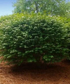 Fast Growing Trees Burning Bush See All Shrubs & Hedges