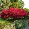 Fast Growing Trees Burning Bush See All Shrubs & Hedges