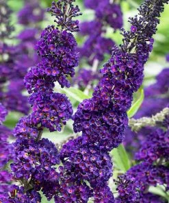 Fast Growing Trees See All Shrubs & Hedges Black Knight Butterfly Bush 8 Fast Growing Trees See All Shrubs & Hedges Black Knight Butterfly Bush