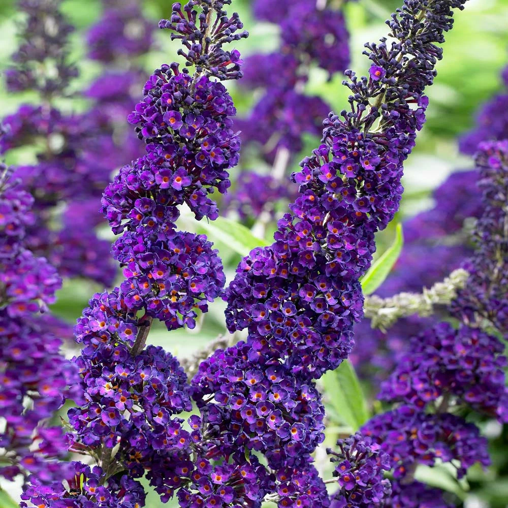 Fast Growing Trees See All Shrubs & Hedges Black Knight Butterfly Bush 5 Fast Growing Trees See All Shrubs & Hedges Black Knight Butterfly Bush