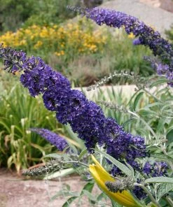 Fast Growing Trees See All Shrubs & Hedges Black Knight Butterfly Bush 9 Fast Growing Trees See All Shrubs & Hedges Black Knight Butterfly Bush