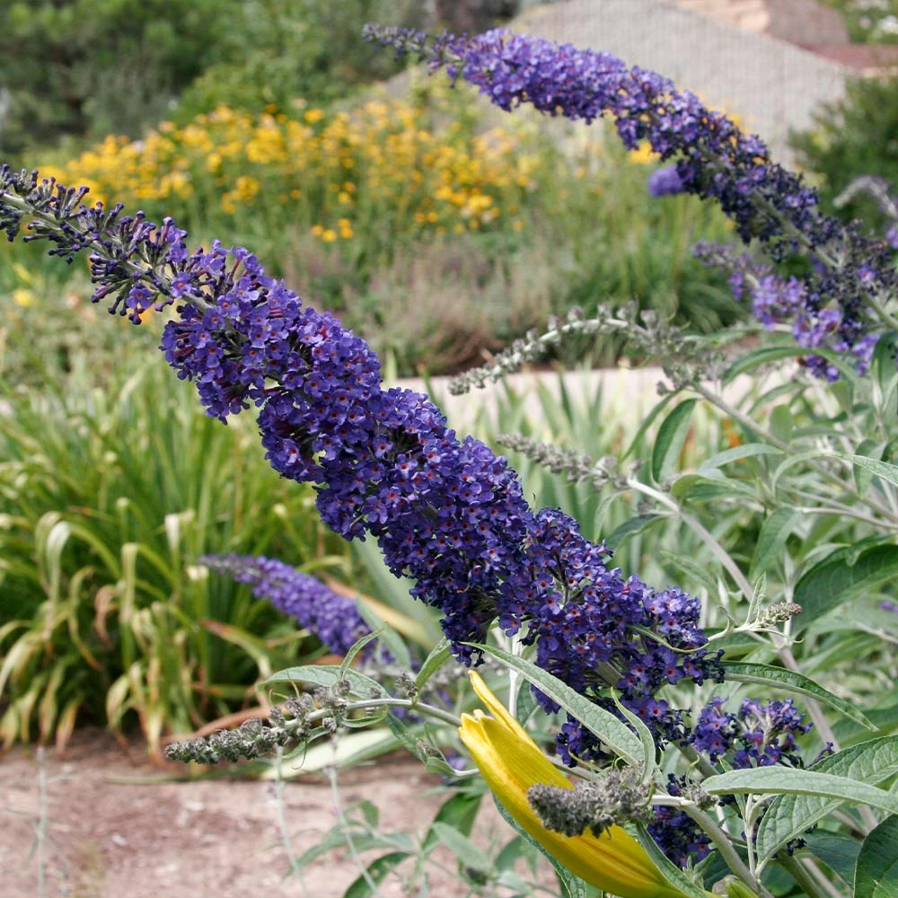 Fast Growing Trees See All Shrubs & Hedges Black Knight Butterfly Bush 6 Fast Growing Trees See All Shrubs & Hedges Black Knight Butterfly Bush