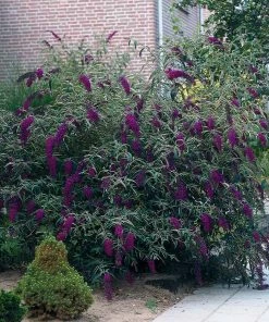 Fast Growing Trees See All Shrubs & Hedges Black Knight Butterfly Bush