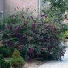 Fast Growing Trees See All Shrubs & Hedges Black Knight Butterfly Bush