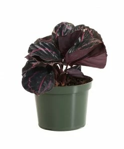 Fast Growing Trees Pet Friendly House Plants Calathea Dottie