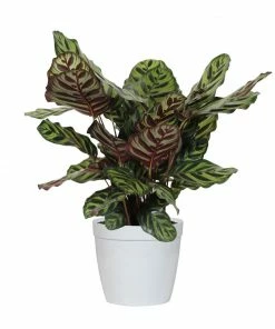 Fast Growing Trees Calathea Makoyana Pet Friendly House Plants