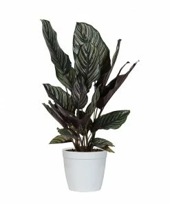 Fast Growing Trees Calathea Ornata