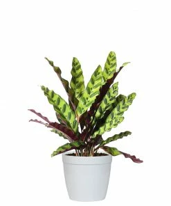 Fast Growing Trees Low Light House Plants Rattlesnake Plant