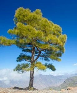 Fast Growing Trees Canary Island Pine Tree See All Evergreen & Privacy Trees