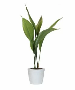 Fast Growing Trees Cast Iron Plant Low Light House Plants 20 Fast Growing Trees Cast Iron Plant Low Light House Plants