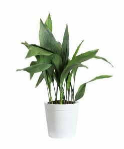 Fast Growing Trees Cast Iron Plant Low Light House Plants 22 Fast Growing Trees Cast Iron Plant Low Light House Plants