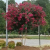 Fast Growing Trees Cherokee Crape Myrtle