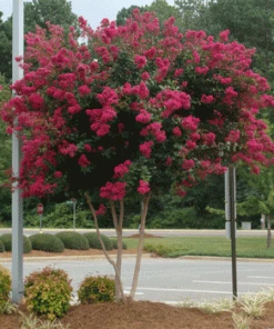 Fast Growing Trees Cherokee Crape Myrtle