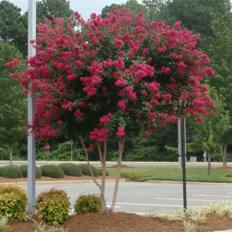 Fast Growing Trees Cherokee Crape Myrtle 4 Fast Growing Trees Cherokee Crape Myrtle