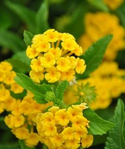 Fast Growing Trees Deer Resistant Plants Chapel Hill Yellow Lantana