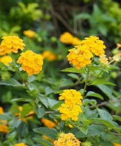 Fast Growing Trees Deer Resistant Plants Chapel Hill Yellow Lantana