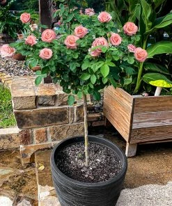 Fast Growing Trees Rose Trees Cherish Rose Tree