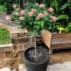 Fast Growing Trees Rose Trees Cherish Rose Tree