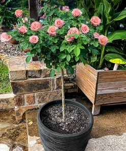 Fast Growing Trees Rose Trees Cherish Rose Tree