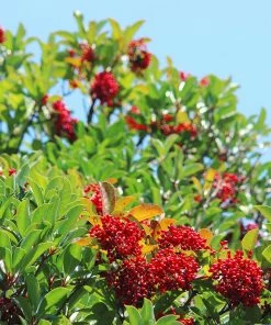 Fast Growing Trees Chindo Sweet Viburnum Shrub 9 Fast Growing Trees Chindo Sweet Viburnum Shrub