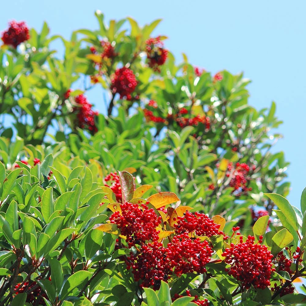 Fast Growing Trees Chindo Sweet Viburnum Shrub 5 Fast Growing Trees Chindo Sweet Viburnum Shrub