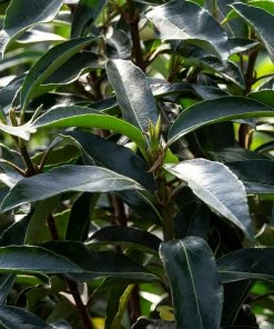 Fast Growing Trees Chindo Sweet Viburnum Shrub 10 Fast Growing Trees Chindo Sweet Viburnum Shrub