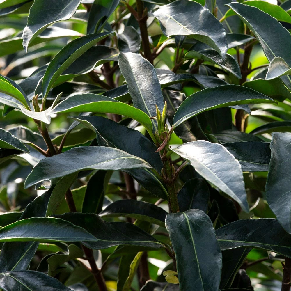 Fast Growing Trees Chindo Sweet Viburnum Shrub 6 Fast Growing Trees Chindo Sweet Viburnum Shrub