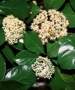 Fast Growing Trees Chindo Sweet Viburnum Shrub