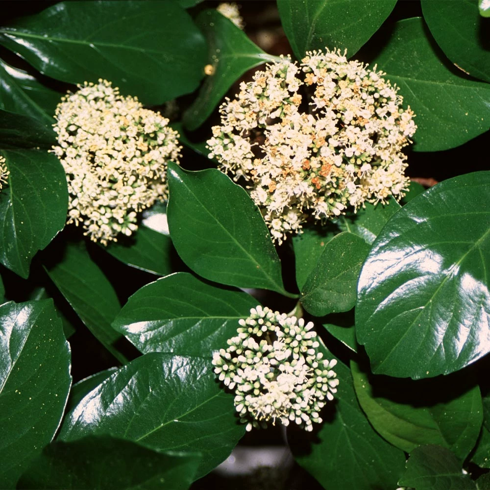 Fast Growing Trees Chindo Sweet Viburnum Shrub 4 Fast Growing Trees Chindo Sweet Viburnum Shrub