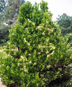 Fast Growing Trees Chindo Sweet Viburnum Shrub 11 Fast Growing Trees Chindo Sweet Viburnum Shrub