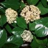 Fast Growing Trees Chindo Sweet Viburnum Shrub