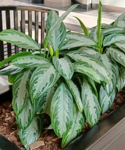 Fast Growing Trees Green Chinese Evergreen Plant Air Purifying House Plants