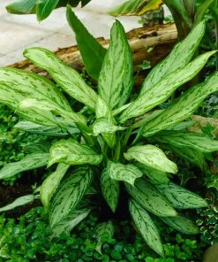 Fast Growing Trees Green Chinese Evergreen Plant Air Purifying House Plants