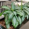 Fast Growing Trees Green Chinese Evergreen Plant Air Purifying House Plants