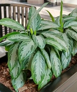 Fast Growing Trees Green Chinese Evergreen Plant Air Purifying House Plants