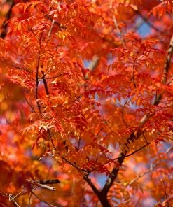 Fast Growing Trees See All Shade Trees Chinese Pistache Tree