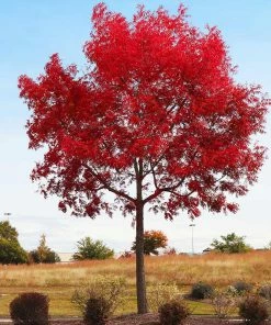 Fast Growing Trees See All Shade Trees Chinese Pistache Tree