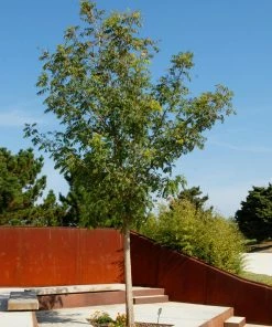 Fast Growing Trees See All Shade Trees Chinese Pistache Tree