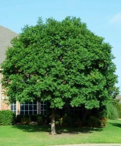 Fast Growing Trees See All Shade Trees Chinese Pistache Tree