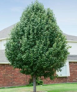 Fast Growing Trees Cleveland Pear Tree 11 Fast Growing Trees Cleveland Pear Tree