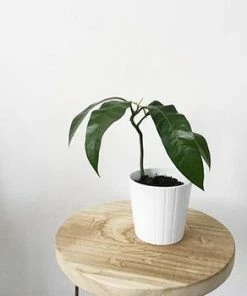 Fast Growing Trees Mango Trees Condo Mango Tree