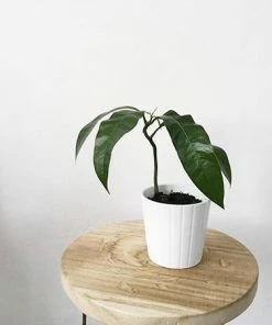 Fast Growing Trees Mango Trees Condo Mango Tree