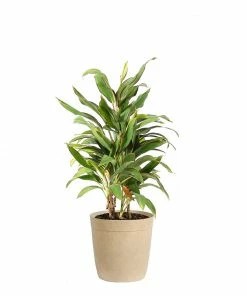 Fast Growing Trees Hawaiian Ti Plant 'Rising Sun' See All Shrubs & Hedges 16 Fast Growing Trees Hawaiian Ti Plant 'Rising Sun' See All Shrubs & Hedges