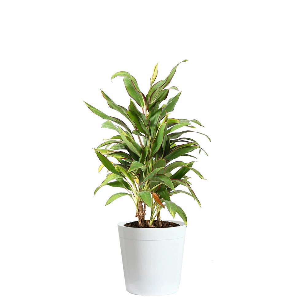 Fast Growing Trees Hawaiian Ti Plant 'Rising Sun' See All Shrubs & Hedges 8 Fast Growing Trees Hawaiian Ti Plant 'Rising Sun' See All Shrubs & Hedges