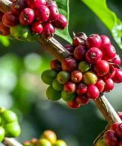 Fast Growing Trees See All House & Patio Arabica Coffee Plant