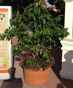 Fast Growing Trees See All House & Patio Arabica Coffee Plant